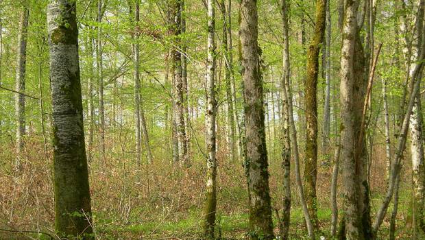 Etude : La pollution affecte les champignons et la nutrition des arbres en Europe
