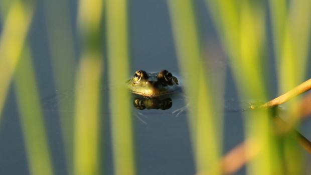 Un portail de sciences participatives pour la biodiversité