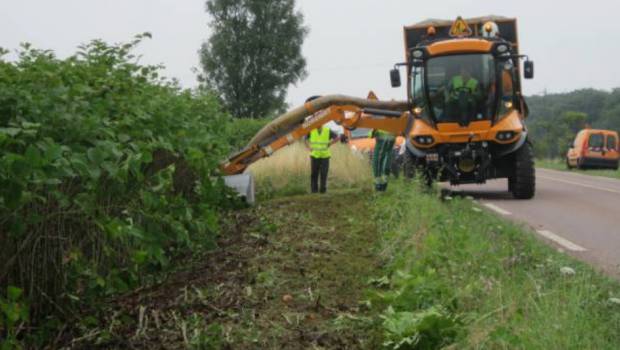 Plantes invasives : comment faire reculer la renouée ?