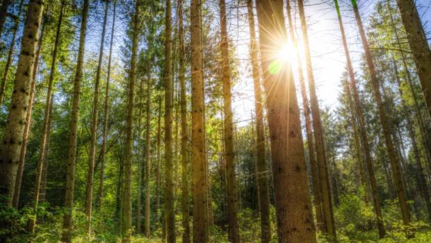 Reforest’Action lance un calculateur carbone qui propose une compensation locale