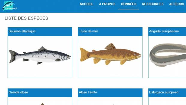 Ponapomi, un portail de données sur les poissons migrateurs