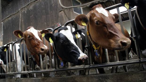 Chaque Français émet 1.347,08 kg de CO2 par an pour sa consommation de viande