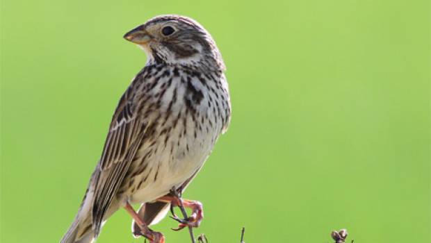 Plan biodiversité : un manque d’ambitions et de moyens financiers selon les associations