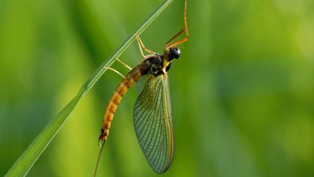 Les espèces éphémères métropolitaines sont menacées de disparition