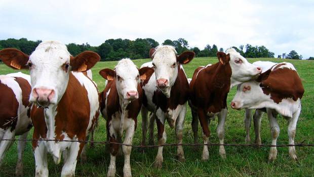 Emissions de gaz à effet de serre : une étude pointe du doigt les producteurs de viande et de produits laitiers
