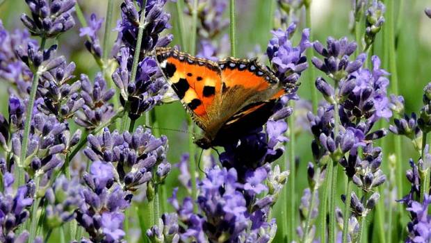 Second appel à manifestation d’intérêt pour les « Atlas de la biodiversité communale »