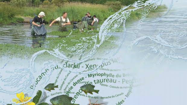 Espèces envahissantes : publication d’un nouveau recueil de retours d’expériences