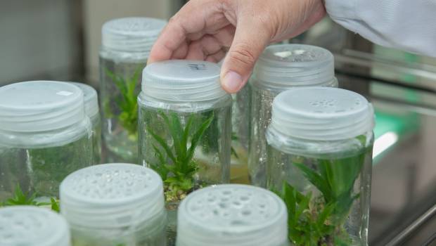 L’Inra et le CNRS renforcent leur partenariat scientifique