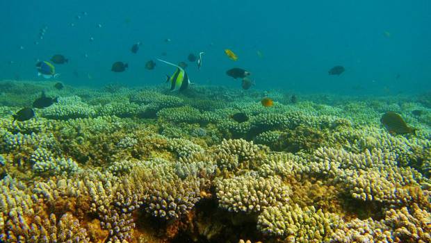 Des chercheurs étudient l'impact des changements climatiques sur les récifs coralliens