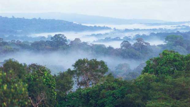 Une alternative à l'or pour le développement durable de la Guyane