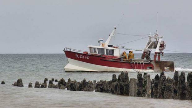 En 30 ans, l'abondance de poissons a diminué de 80% dans la baie de Somme
