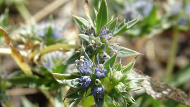 Biodiversité : 15% des espèces de plantes françaises sont menacées