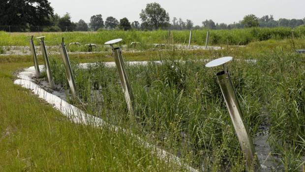 [Dossier] Les filtres plantés de roseaux, une option en test