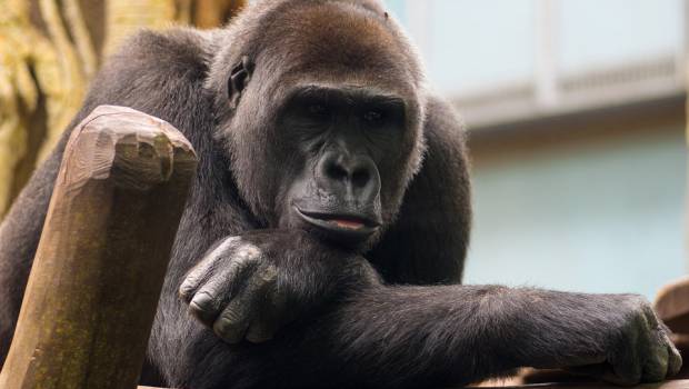 Climat-biodiversité : même méthode