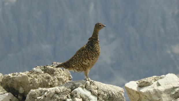 Un partenariat pour la protection des oiseaux sur les domaines skiables de Savoie