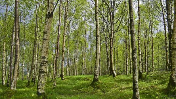 L’Inra, l’Irstea et le CNPF coopèrent pour la résilience des forêts