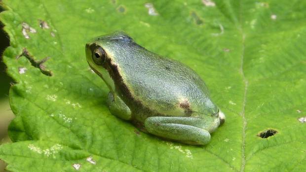 Le Haut-Rhin lance sa campagne annuelle de protection des batraciens