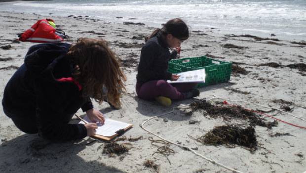 Lancement d'un observatoire participatif des algues sur les plages de la Manche-Atlantique
