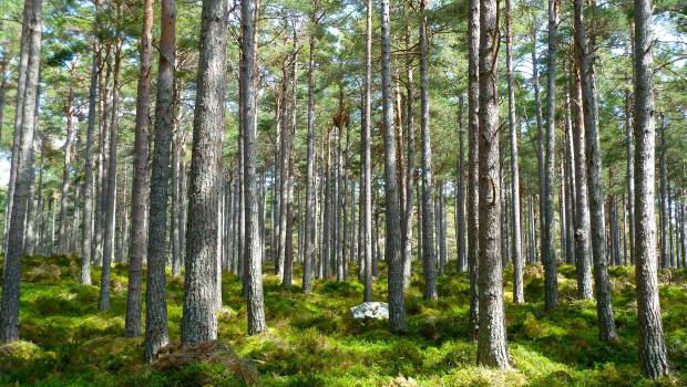 Journée internationale des forêts : une gestion durable face aux contraintes climatiques