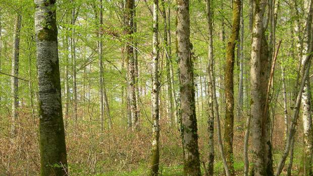 La Fabrique écologique propose d'investir 3 à 4 milliards d'euros par an pour la forêt
