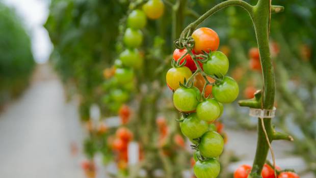 La Fnab et le Synabio vent debout contre les serres chauffées en bio