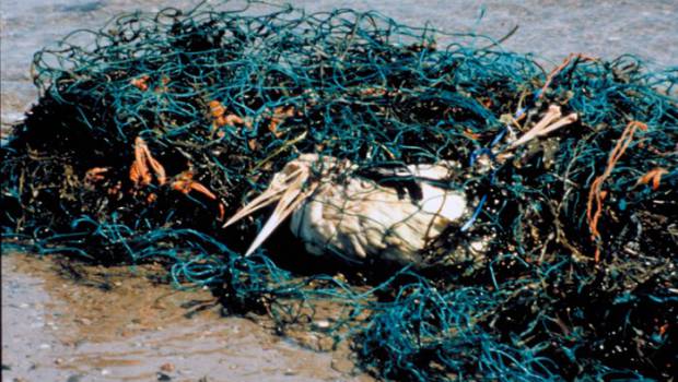 Les filets perdus par les pêcheurs, un danger pour la biodiversité marine