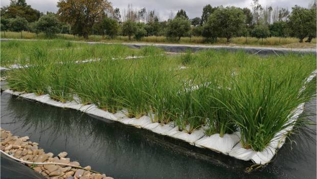 Des radeaux flottants de dépollution des lagunages