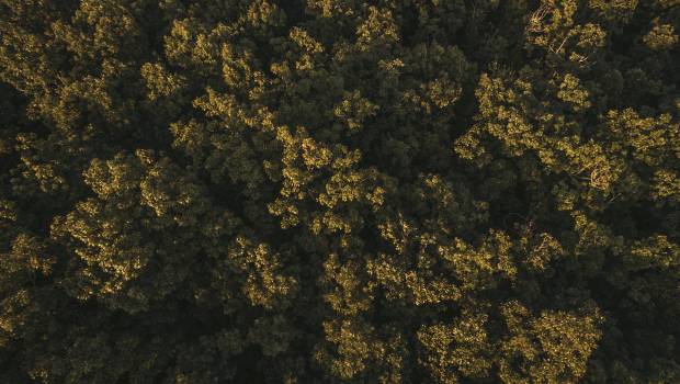 Un appel à projets pour planter deux millions d'arbres en France
