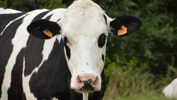 La filière laitière s'engage à préserver les ressources en eau