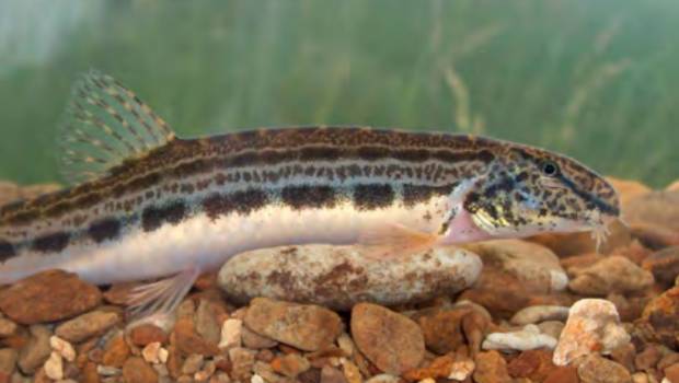 Une espèce sur cinq de poissons d'eau douce est menacée en France