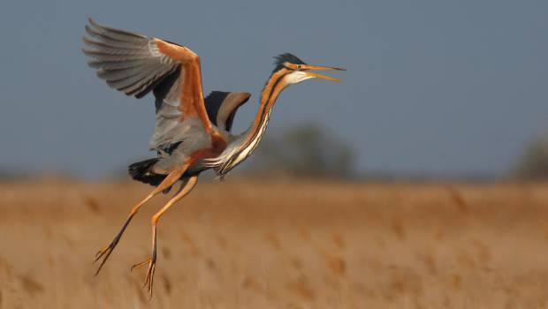 [Dossier] L’ARB Occitanie, l’originale