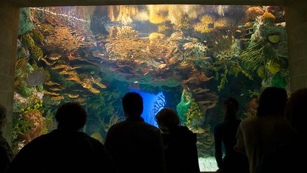 COP18 : le commerce des poissons marins va être passé à la loupe