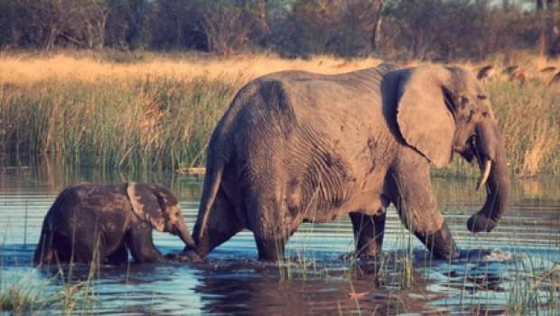 Biodiversité : les conclusions de la COP18 globalement saluées