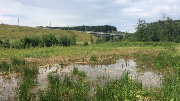 Etude : les mesures de compensation environnementale ne seraient pas assez exigeantes