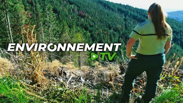 Environnement TV à la cime des arbres