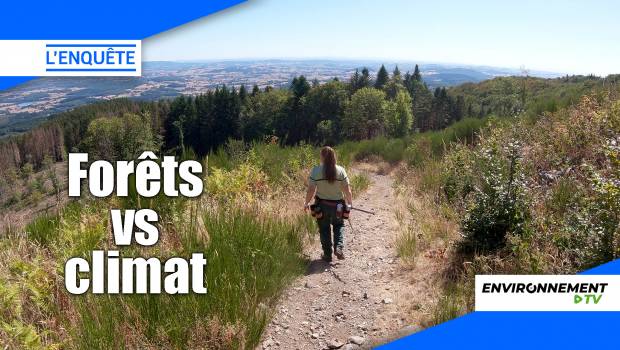 [Vidéo] Les forêts face au réchauffement climatique