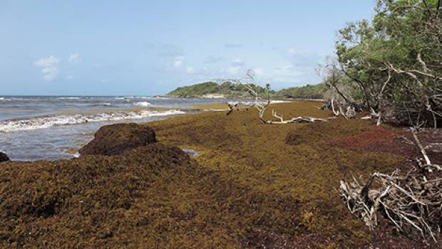Antilles françaises : un système de surveillance et de prévision des bancs d'algues sargasses