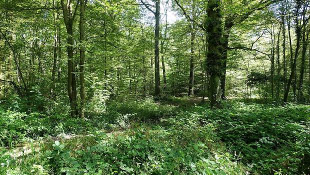 Forêts : la Métropole du Grand Paris en partenariat avec l'ONF