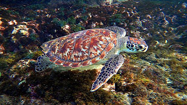 L'Ifremer développe de nouvelles balises pour étudier les comportements des tortues marines