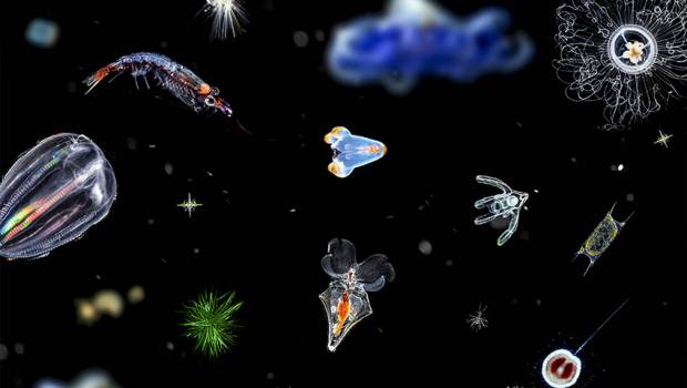 Le plancton pourrait avoir du mal à s'adapter au changement climatique