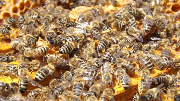 Des résidus de néonicotinoïdes persistent et menacent les abeilles