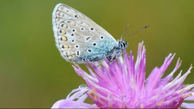 Le réchauffement climatique dérègle les périodes de pollinisation en Europe