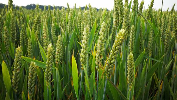 Un prix pour récompenser les initiatives dans l'alimentation durable