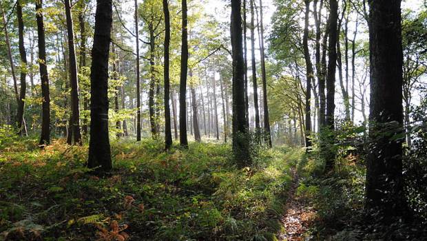 Municipales 2020 : des associations lancent le Pacte « zéro empreinte forêts »