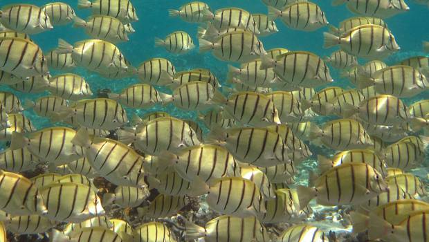 Un nouvel appel à projets pour protéger la biodiversité marine