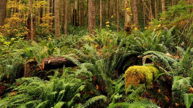 Biodiversité : WWF chiffre à près de 500 milliards de dollars par an  le déclin de la nature