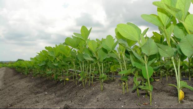 Un régime « sain » limiterait les besoins en terres cultivées, selon l’INRAE
