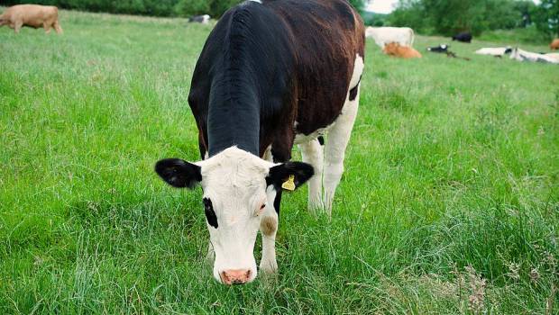 Fermes « bas-carbone » : 391 élevages labellisés