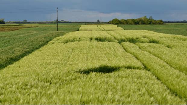 Des chercheurs se mobilisent pour une agriculture sans pesticides chimiques