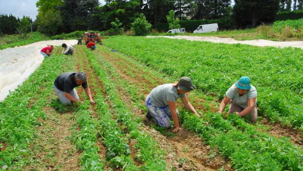 Municipales : la Fnab souhaite aider les collectivités à passer au bio